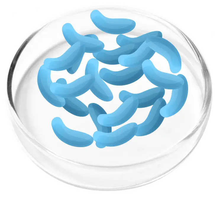 Lactobacillus crispatus for urinary microbiome balance in FemiCore
